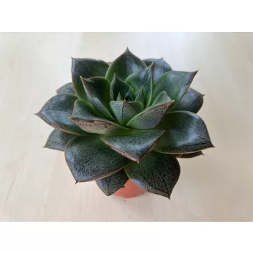 Echeveria purpusorum 8 cm-es cserépben