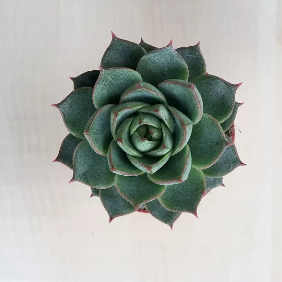 Echeveria purpusorum green Echeveria purpusorum green