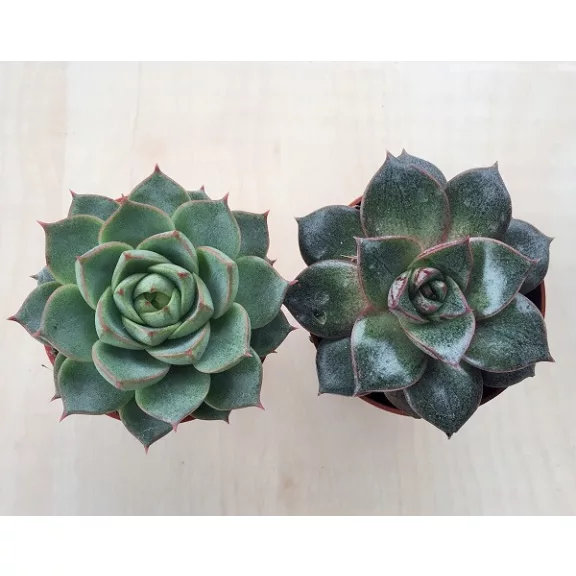 Echeveria purpusorum green Echeveria purpusorum green