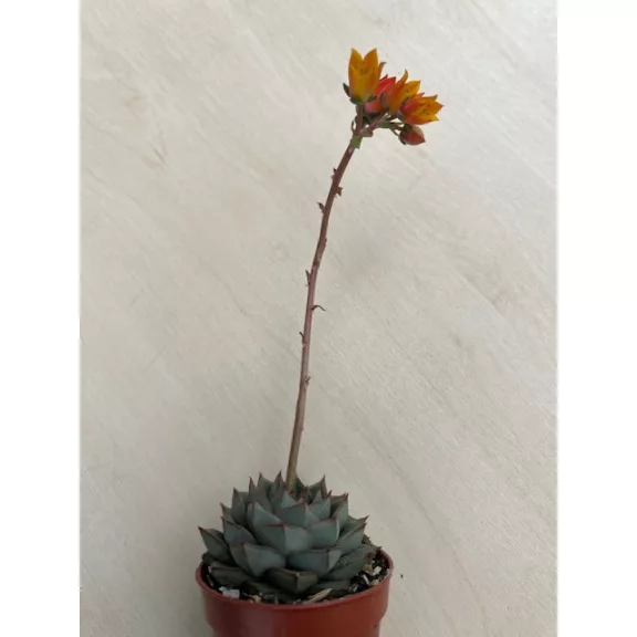 Echeveria purpusorum green Echeveria purpusorum green