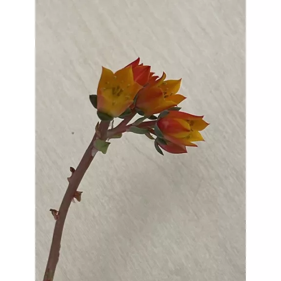 Echeveria purpusorum green Echeveria purpusorum green