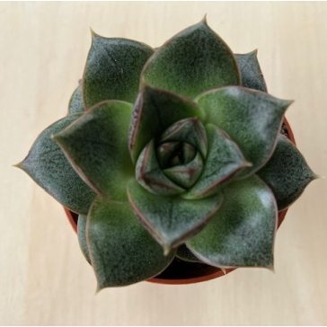 Echeveria purpusorum