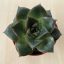Echeveria purpusorum