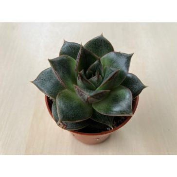 Echeveria purpusorum