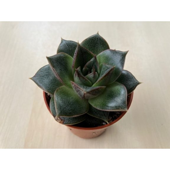 Echeveria purpusorum
