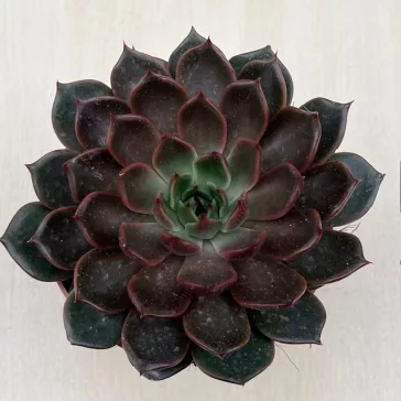 Echeveria Rosetta Mariposa XL