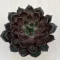 Echeveria Rosetta Mariposa XL