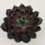 Echeveria Rosetta Mariposa XL