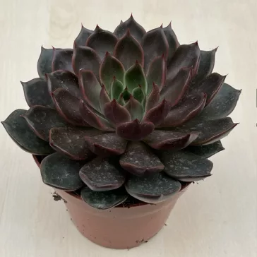 Echeveria Rosetta Mariposa XL