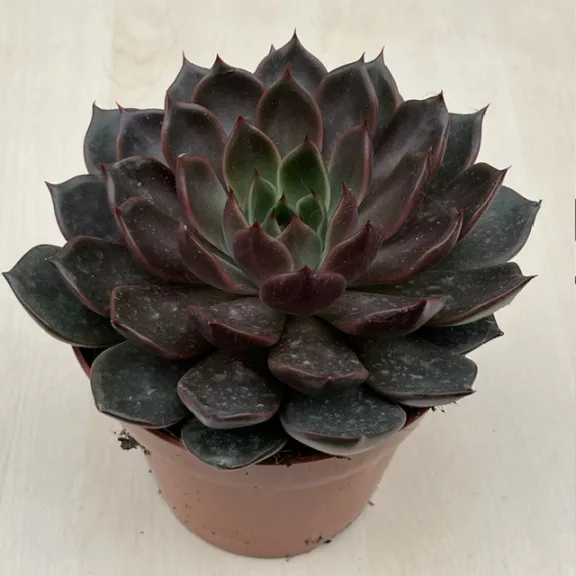 Echeveria Rosetta Mariposa XL