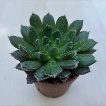 Echeveria 'Scorpio'