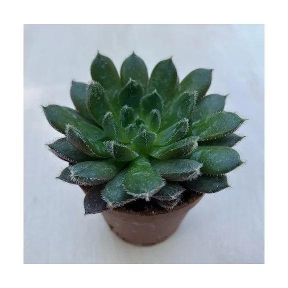 Echeveria 'Scorpio' Echeveria 'Scorpio'
