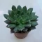 Echeveria 'Scorpio'