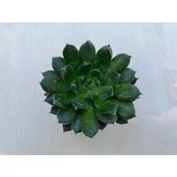 Echeveria 'Scorpio'