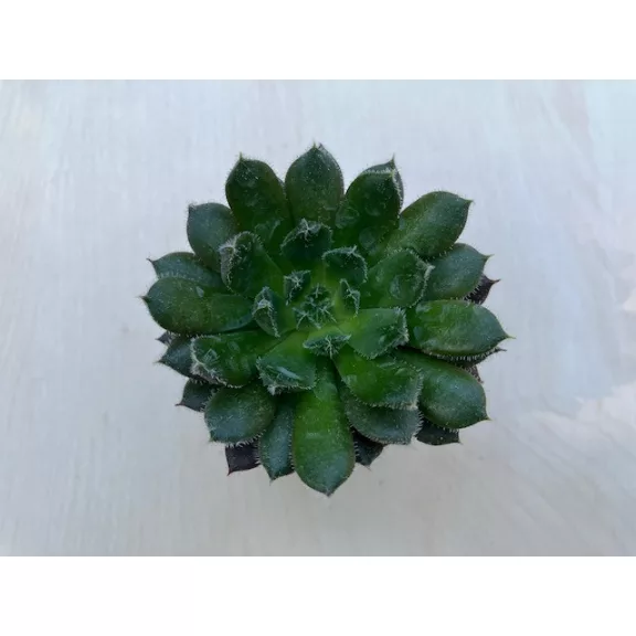 Echeveria 'Scorpio' Echeveria 'Scorpio'