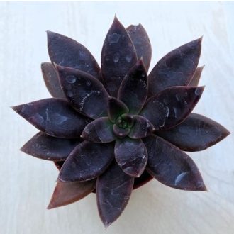 Echeveria 'Serrana'