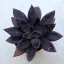 Echeveria 'Serrana'
