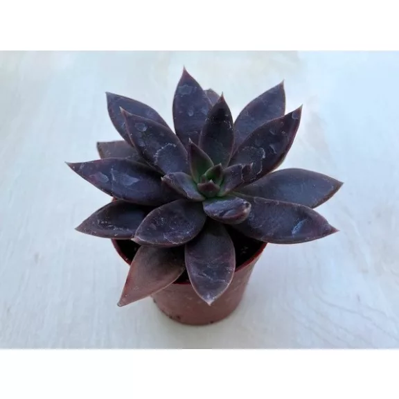Echeveria 'Serrana'