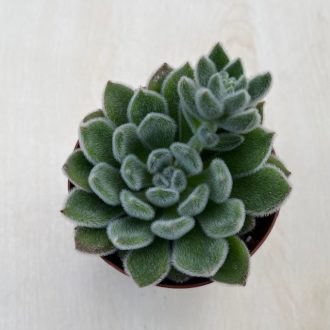 Echeveria setosa 8 cm cserépben