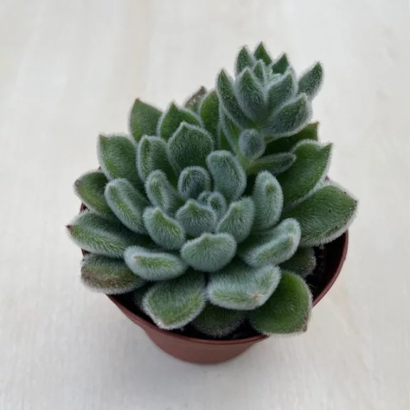 Echeveria setosa 8 cm cserépben