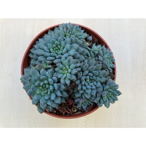 Echeveria setosa var. deminuta közepes