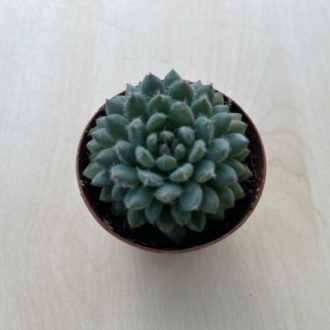 Echeveria setosa var. deminuta virág nélkül!