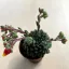Echeveria setosa var. deminuta