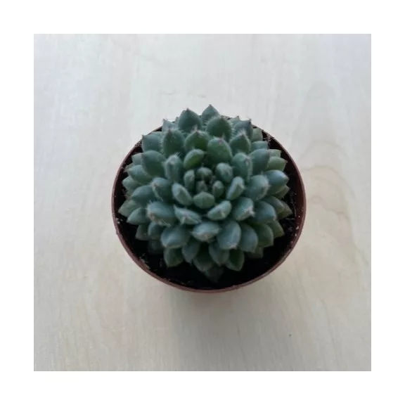 Echeveria setosa var. deminuta