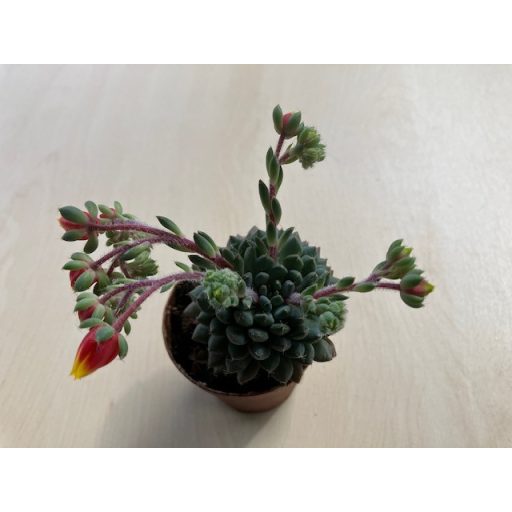 Echeveria setosa var. deminuta virág nélkül!