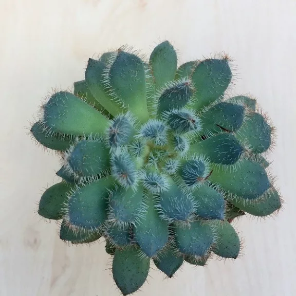 Echeveria setosa var. deminuta