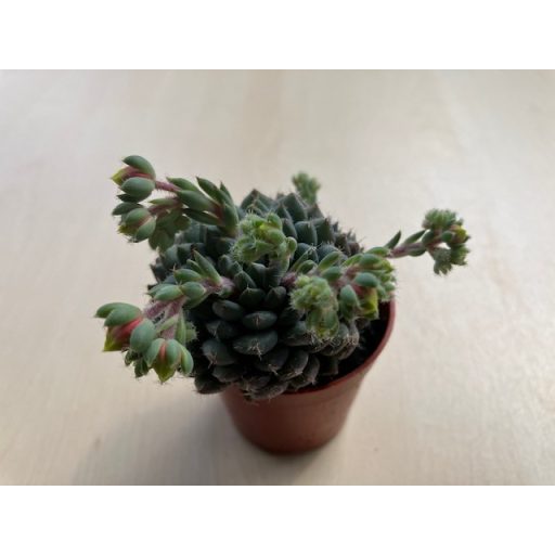 Echeveria setosa var. deminuta virág nélkül!
