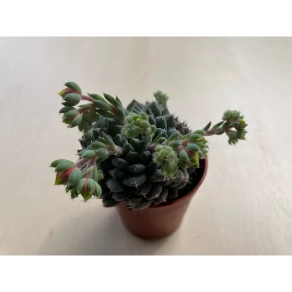 Echeveria setosa var. deminuta