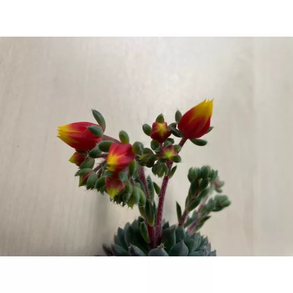 Echeveria setosa var. deminuta