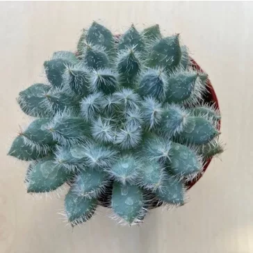 Echeveria setosa var. minor