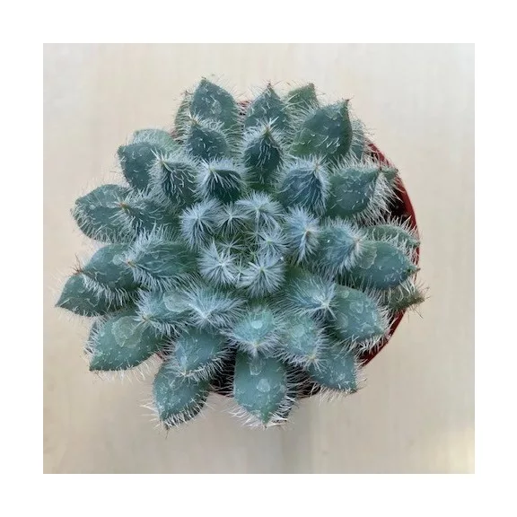 Echeveria setosa var. minor Echeveria setosa var. minor