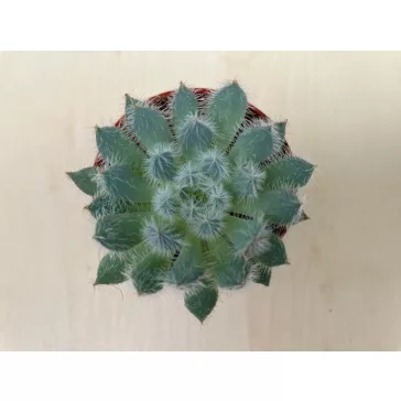 Echeveria setosa var. minor