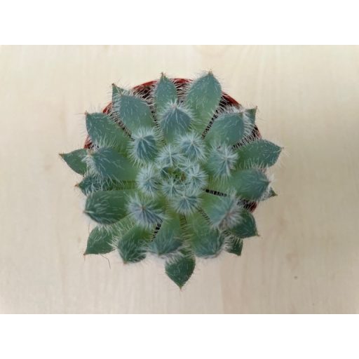 Echeveria setosa var. minor