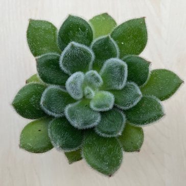 Echeveria setosa