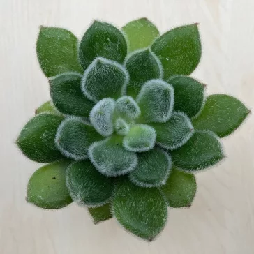 Echeveria setosa
