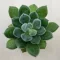 Echeveria setosa