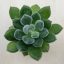 Echeveria setosa