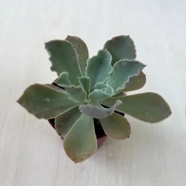 Echeveria shaviana