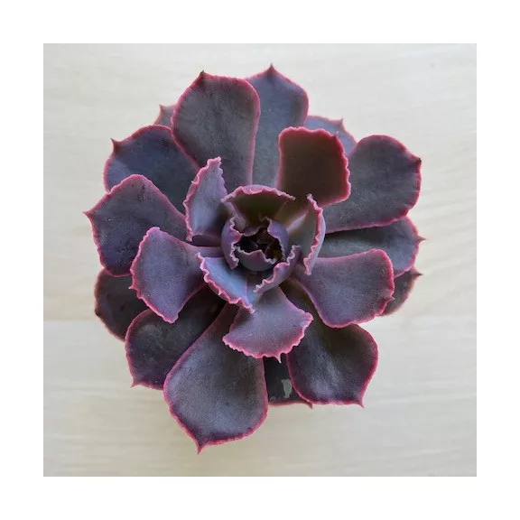 Echeveria shaviana 'Pink frills' Echeveria shaviana 'Pink frills'