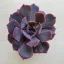Echeveria shaviana 'Pink frills'