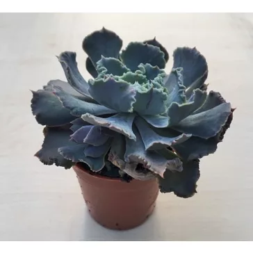 Echeveria shaviana