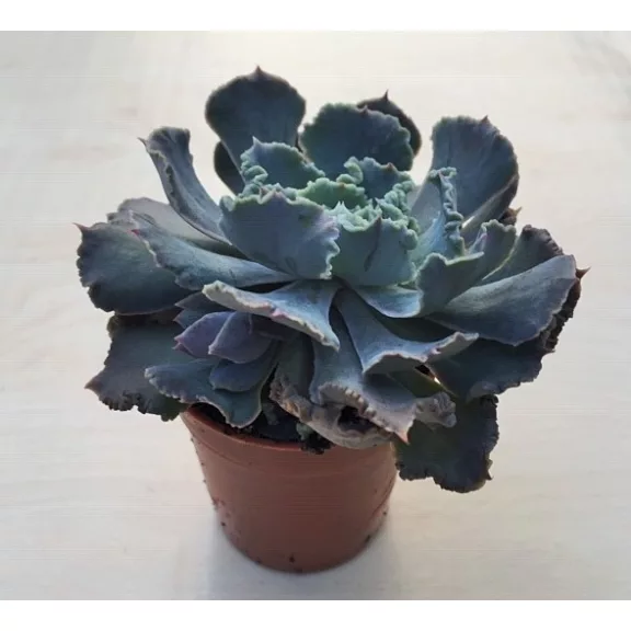 Echeveria shaviana