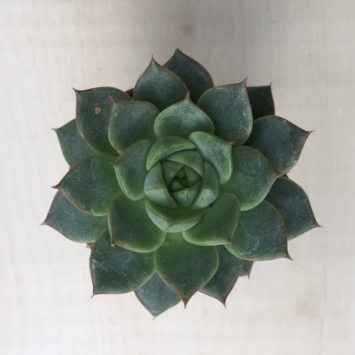 Meglepetés Echeveria