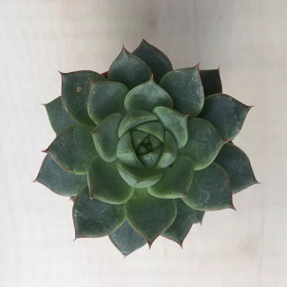 Meglepetés Echeveria Meglepetés Echeveria