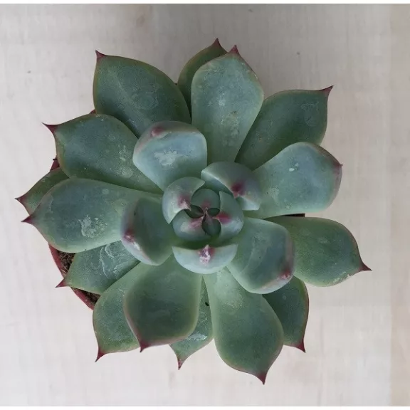 Meglepetés Echeveria Meglepetés Echeveria