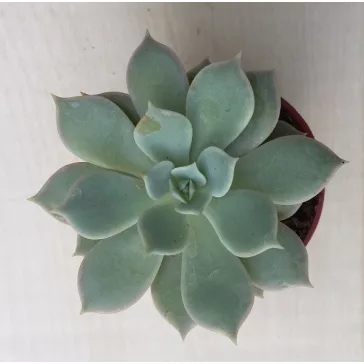 Meglepetés Echeveria